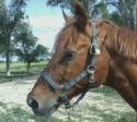Tiger is a 28 year old Idaho raised quarter horse who now lives here in Kansas.